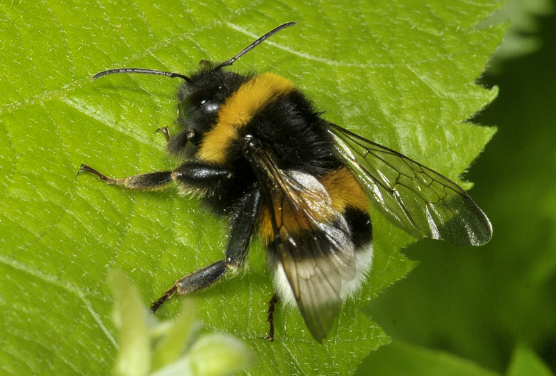 Apidae: Bombus gr. terrestris, maschio